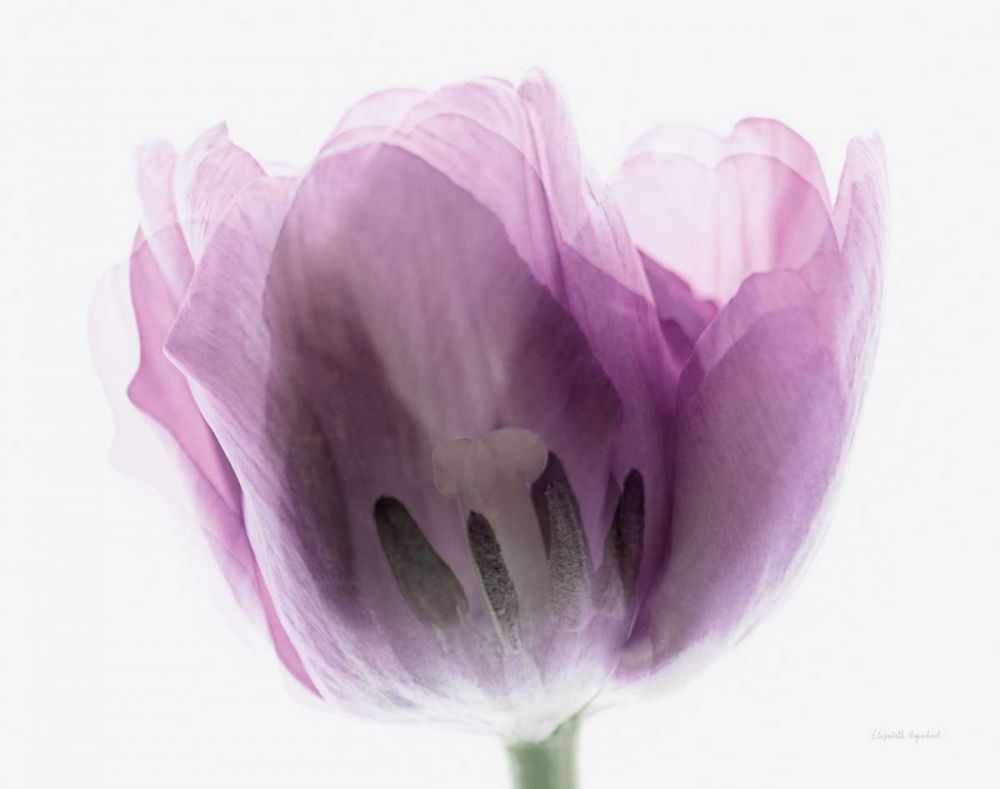 Inside Out I art print by Elizabeth Urquhart for $57.95 CAD