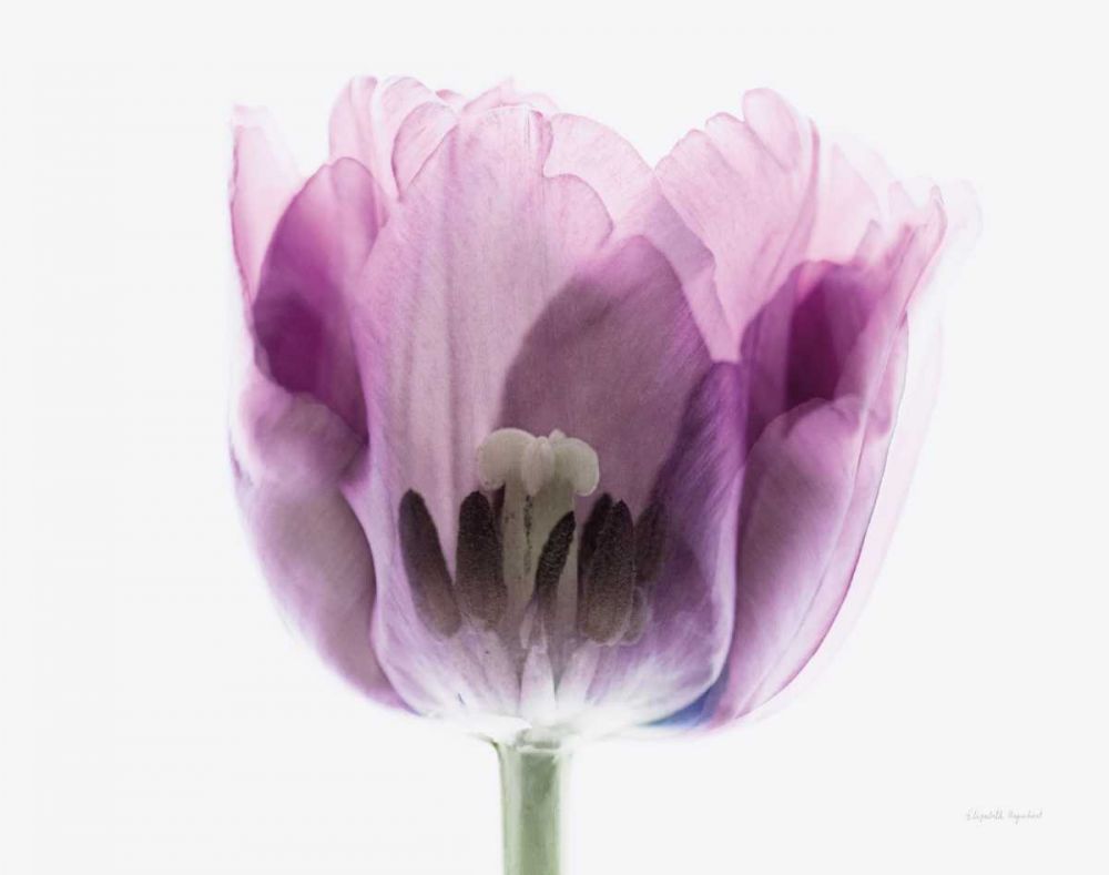 Inside Out II art print by Elizabeth Urquhart for $57.95 CAD