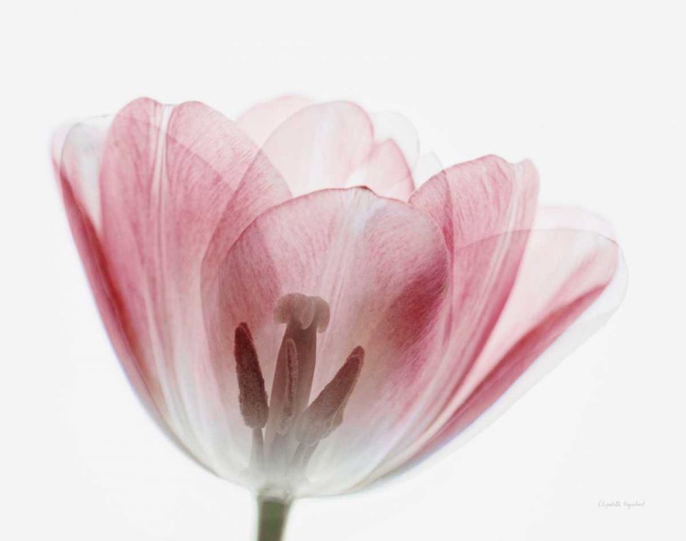 Inside Out III art print by Elizabeth Urquhart for $57.95 CAD