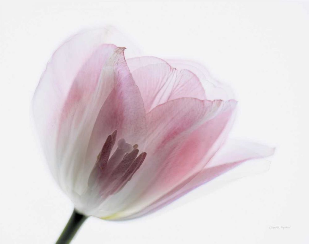 Inside Out IV art print by Elizabeth Urquhart for $57.95 CAD