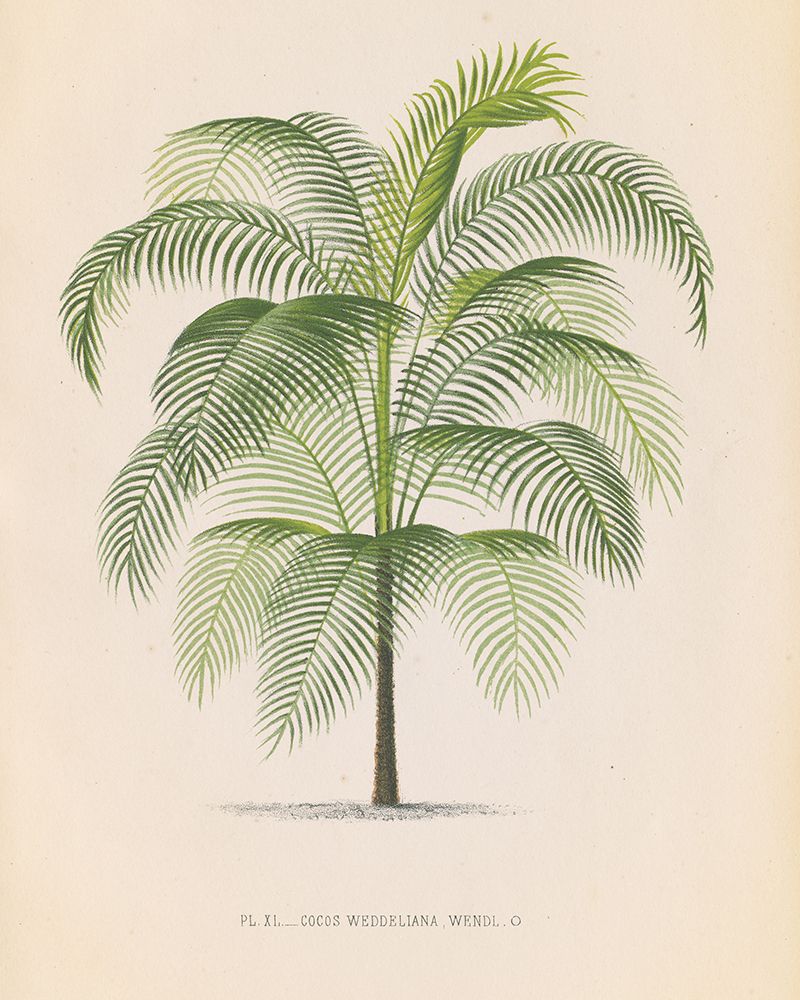Palmier III art print by Wild Apple Portfolio for $57.95 CAD