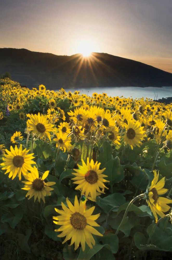 Columbia River Gorge Sunrise art print by Lisa Audit for $57.95 CAD