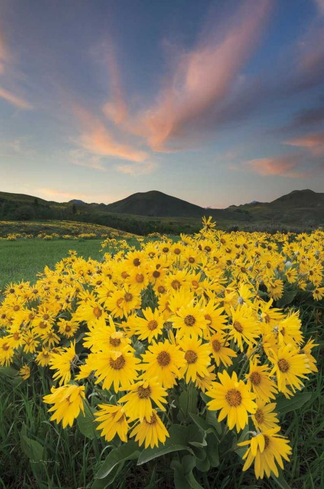 Methow Valley Wildflowers I art print by Lisa Audit for $57.95 CAD