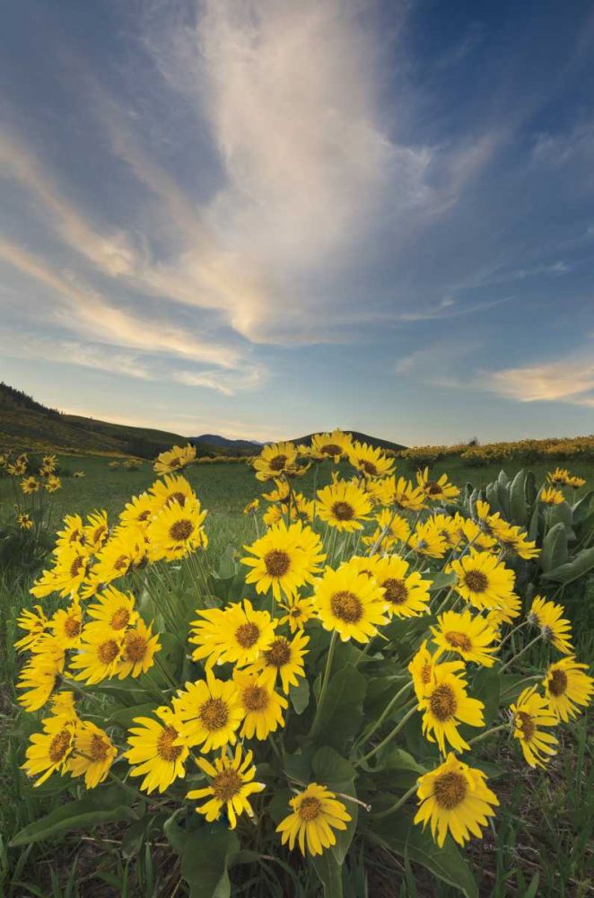 Methow Valley Wildflowers II art print by Lisa Audit for $57.95 CAD