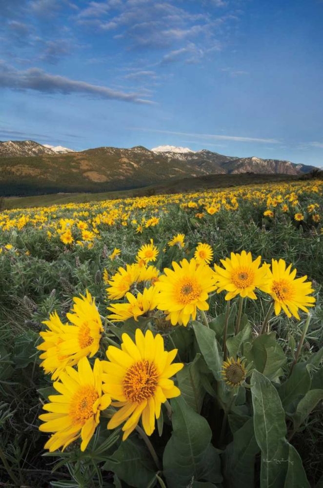 Methow Valley Wildflowers III art print by Lisa Audit for $57.95 CAD