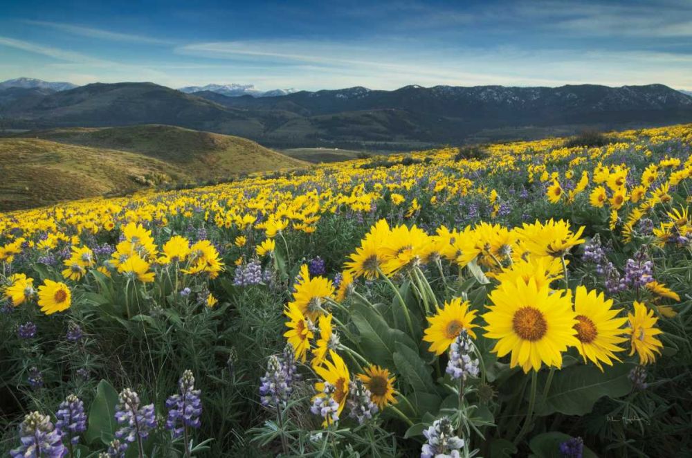 Methow Valley Wildflowers IV art print by Lisa Audit for $57.95 CAD