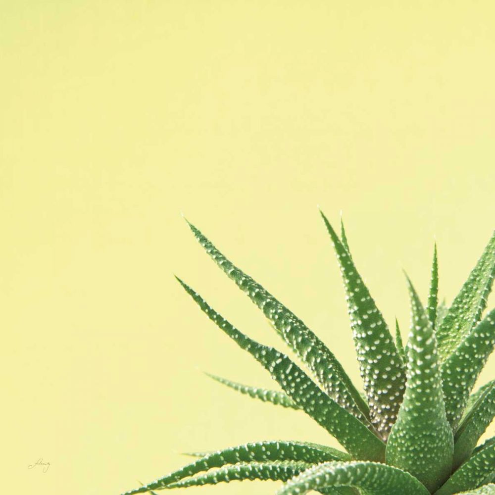 Succulent Simplicity II art print by Felicity Bradley for $57.95 CAD