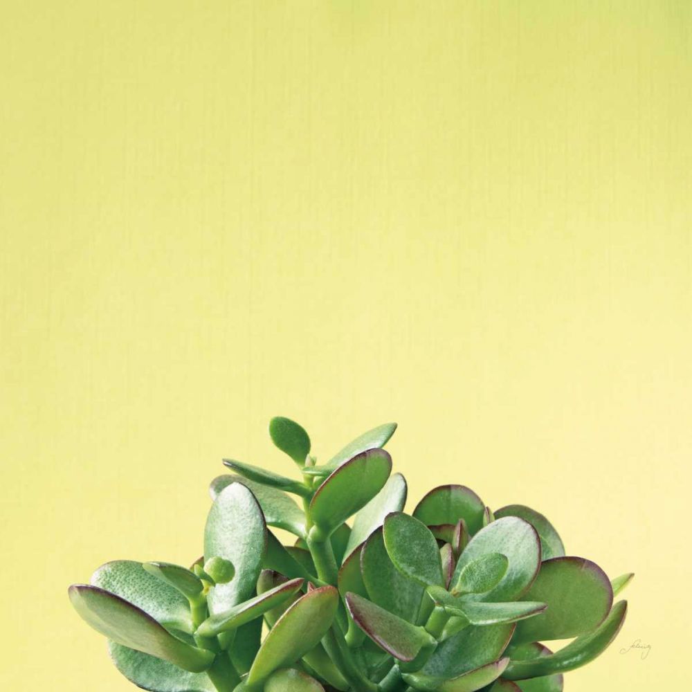 Succulent Simplicity III art print by Felicity Bradley for $57.95 CAD
