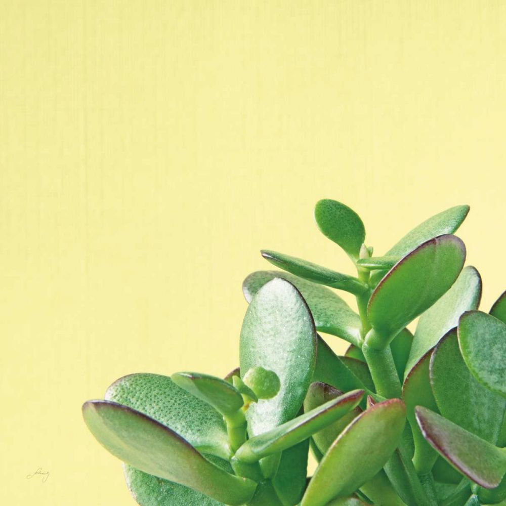 Succulent Simplicity IV art print by Felicity Bradley for $57.95 CAD