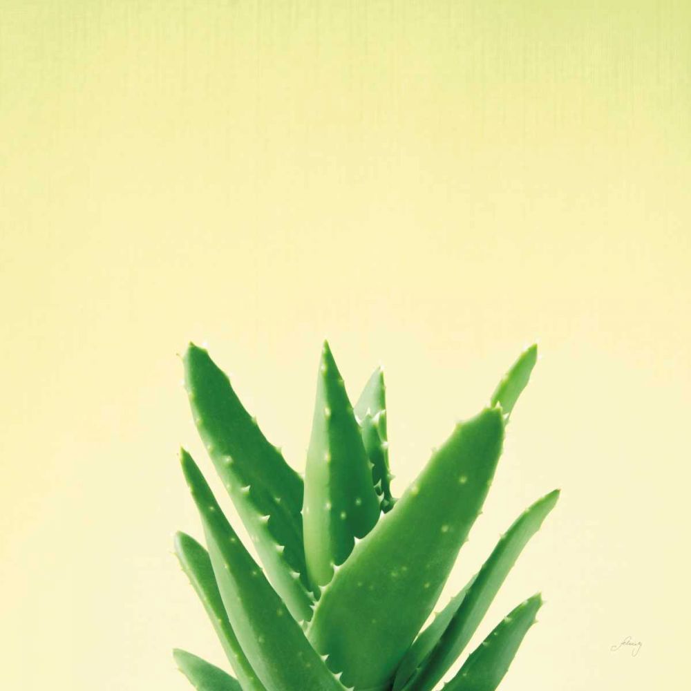 Succulent Simplicity V art print by Felicity Bradley for $57.95 CAD