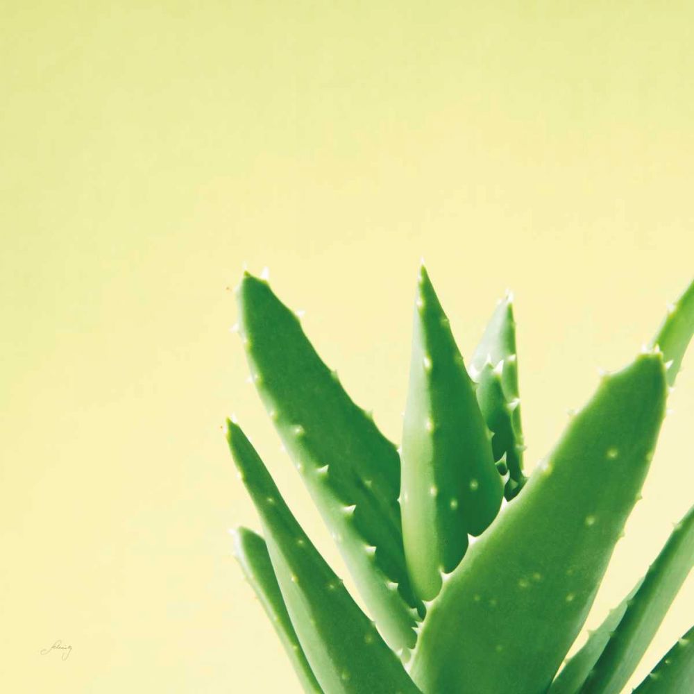 Succulent Simplicity VI art print by Felicity Bradley for $57.95 CAD