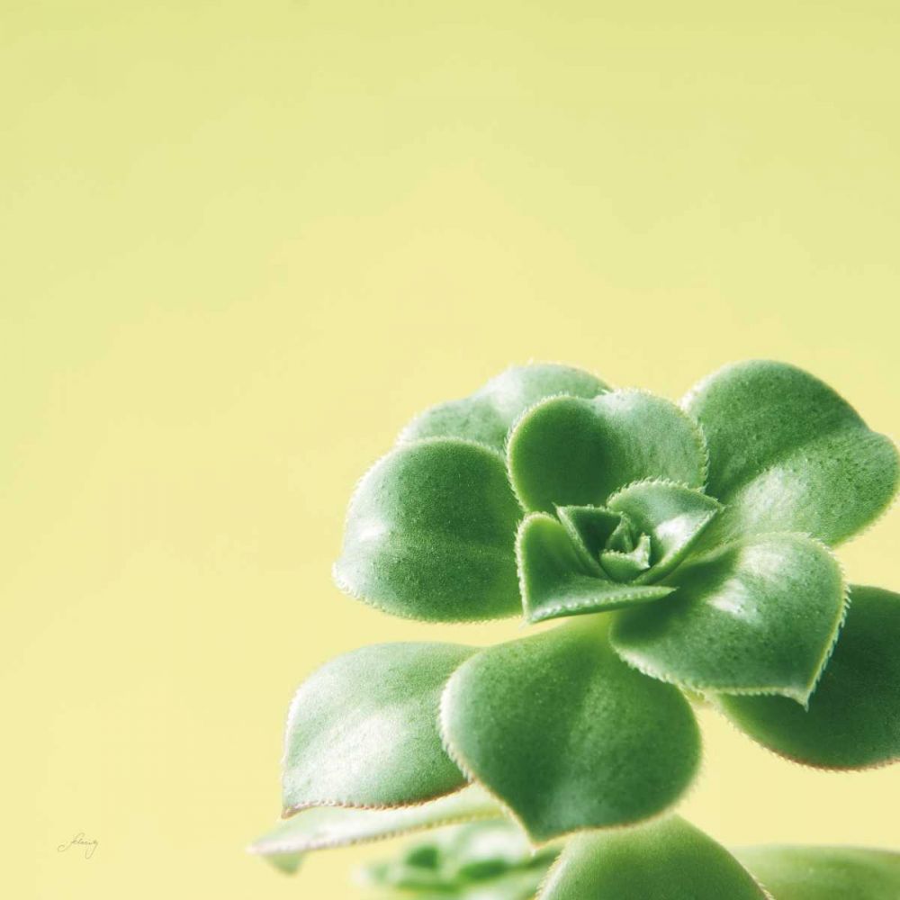 Succulent Simplicity VIII art print by Felicity Bradley for $57.95 CAD