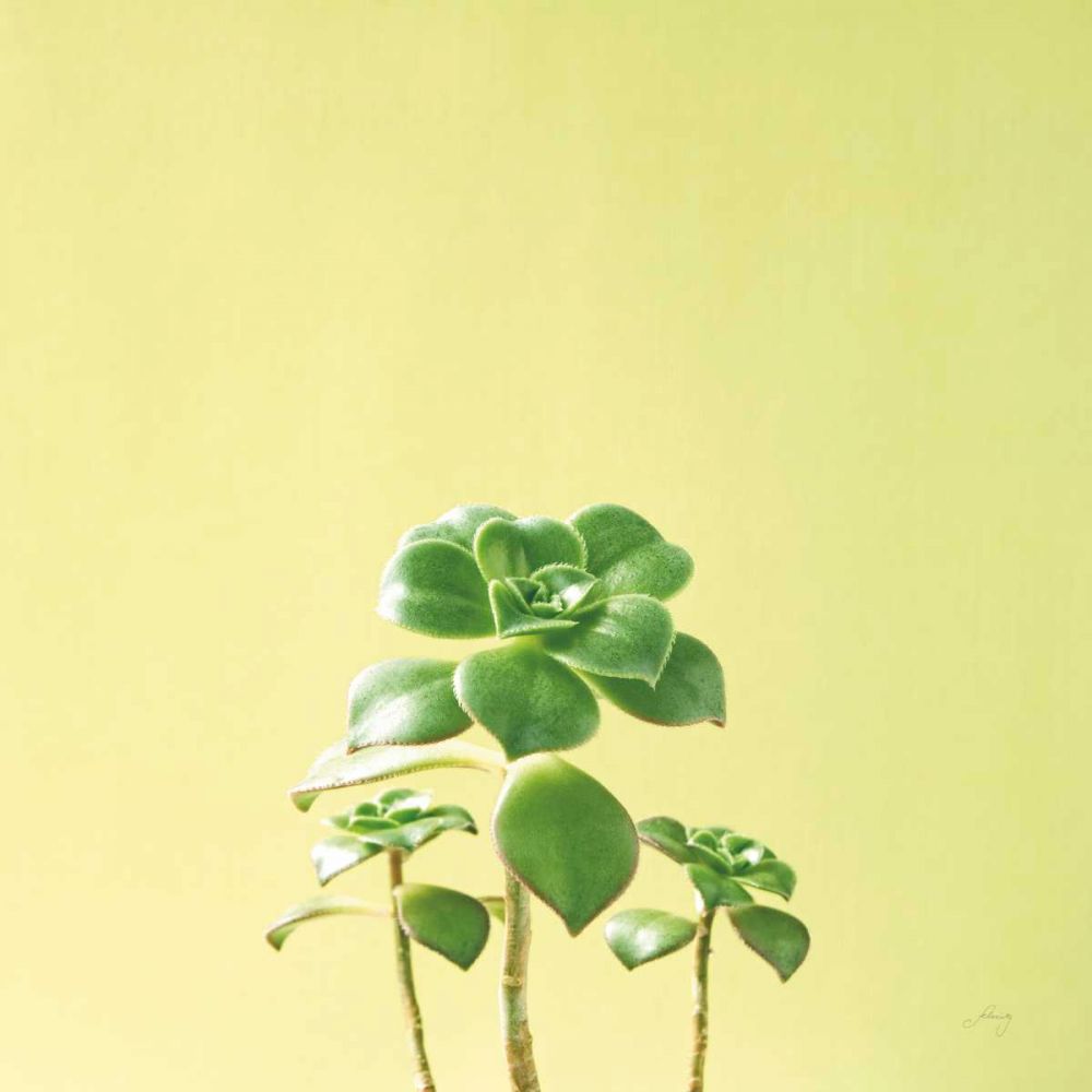 Succulent Simplicity IX art print by Felicity Bradley for $57.95 CAD