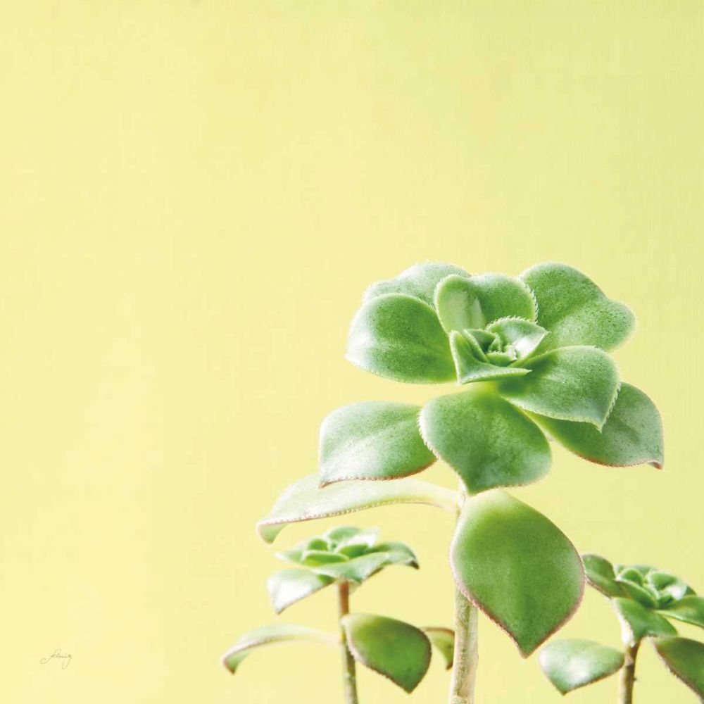 Succulent Simplicity X art print by Felicity Bradley for $57.95 CAD