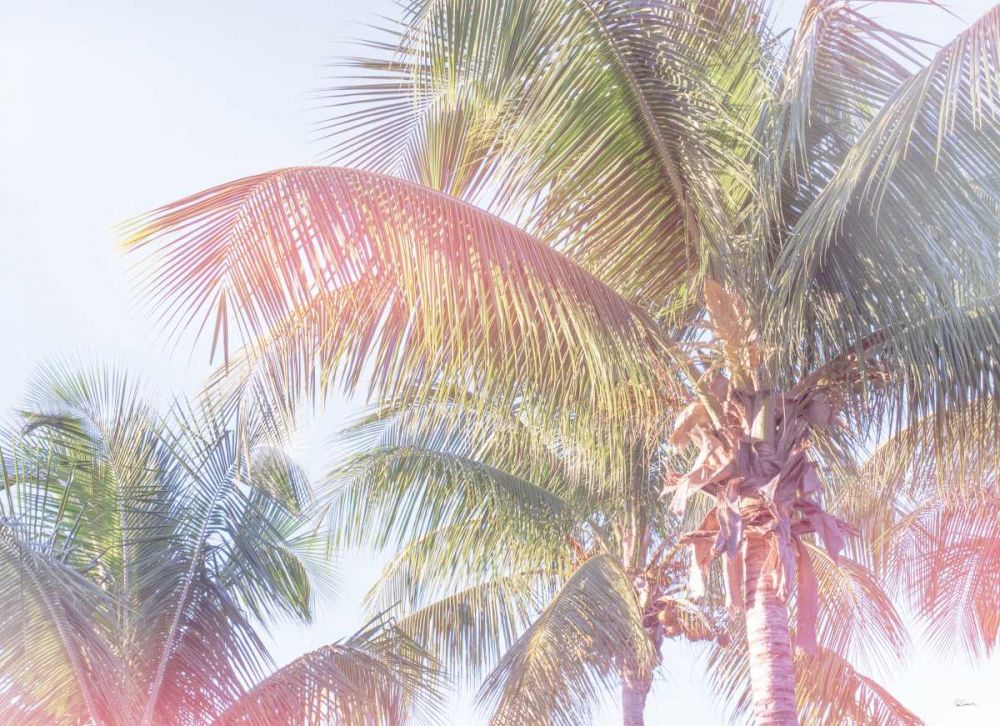 Dream Palm I art print by Sue Schlabach for $57.95 CAD