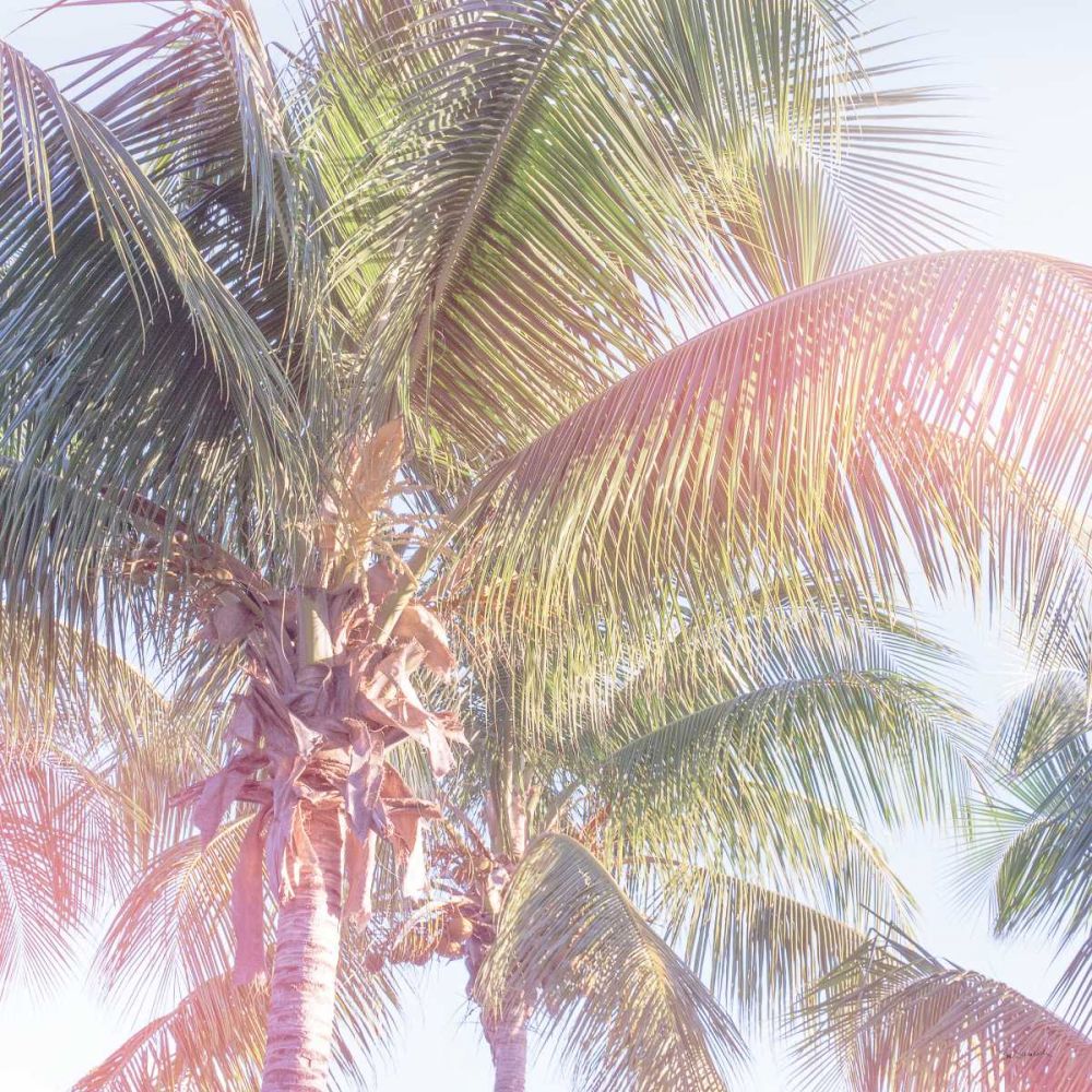 Dream Palm II art print by Sue Schlabach for $57.95 CAD
