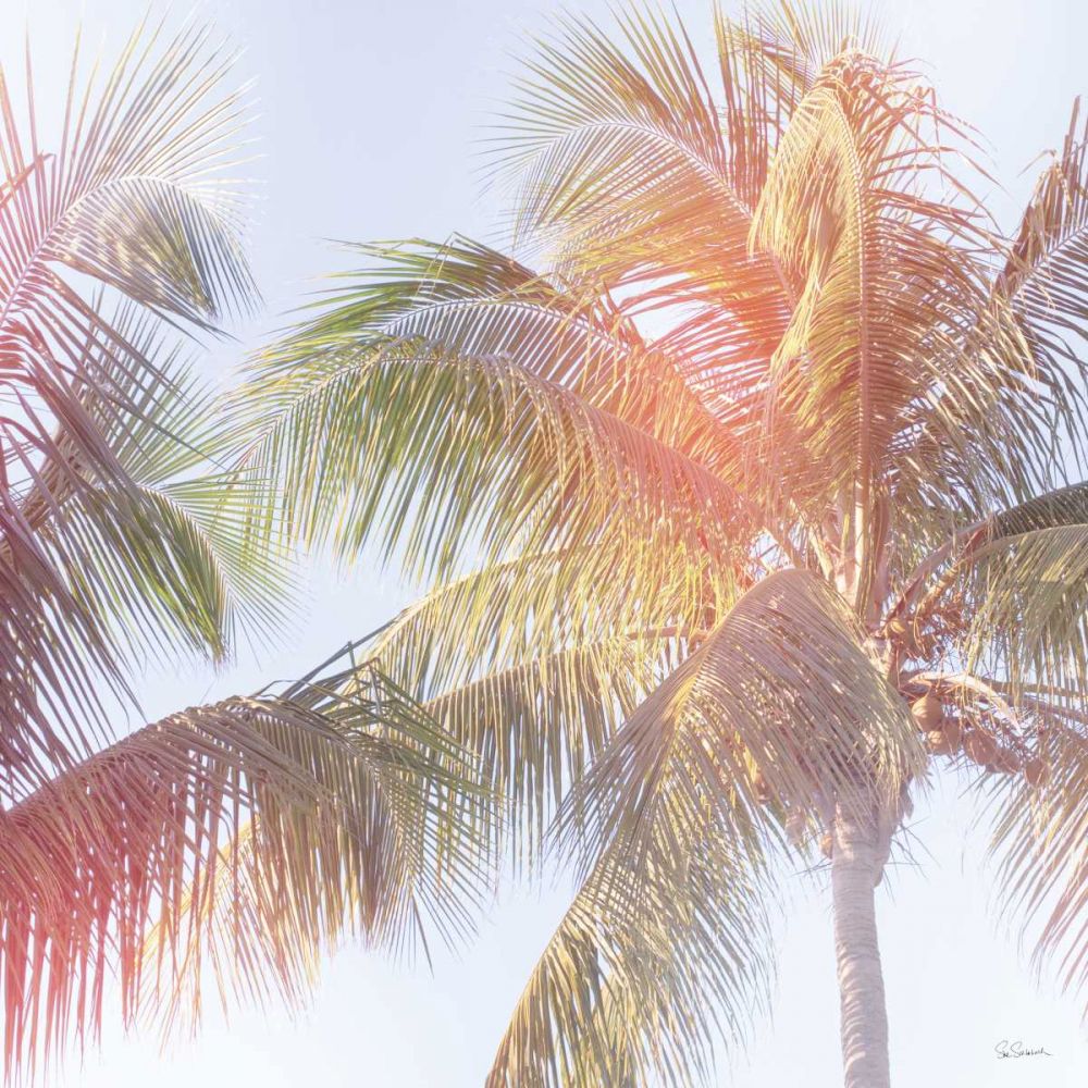 Dream Palm III art print by Sue Schlabach for $57.95 CAD