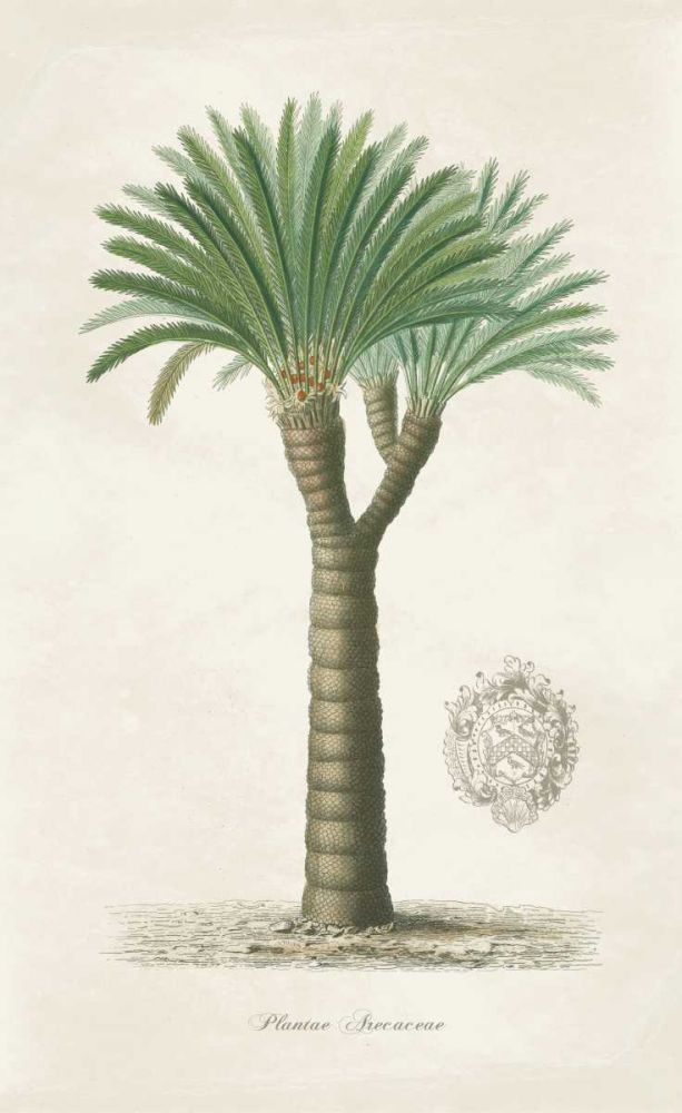 Palm Tree Cycas Crest art print by Wild Apple Portfolio for $57.95 CAD