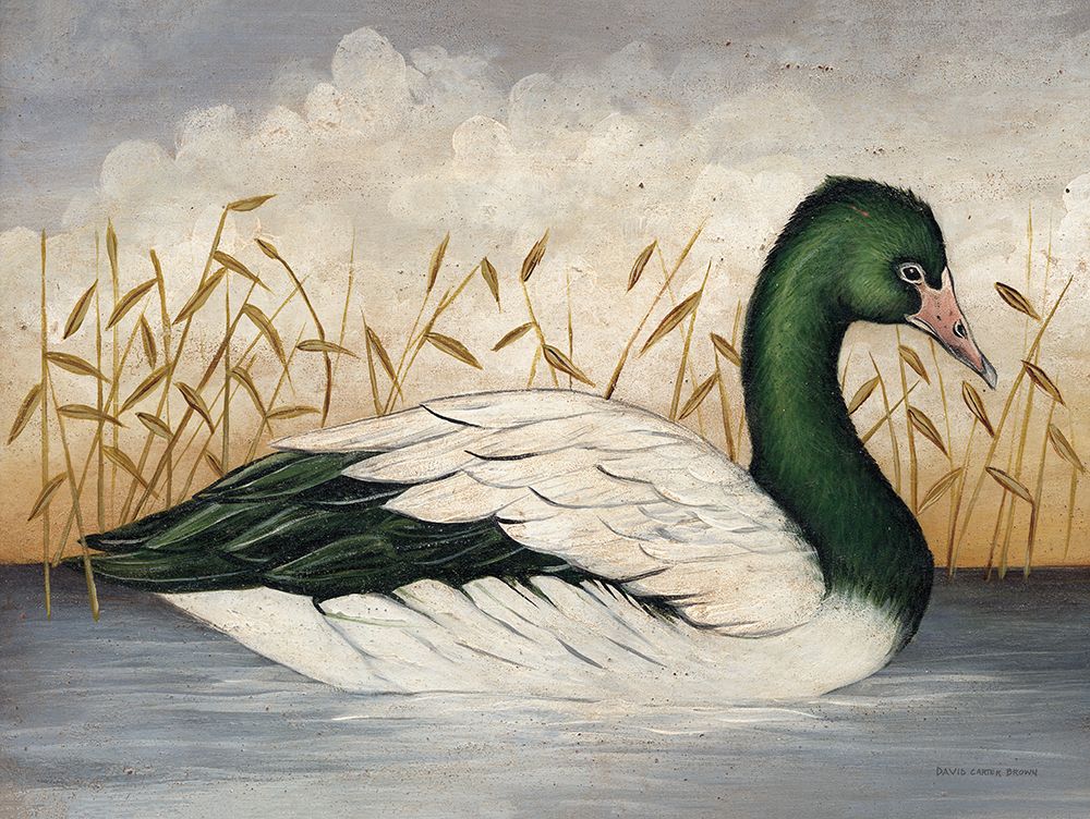 Magpie Goose art print by David Carter Brown for $57.95 CAD
