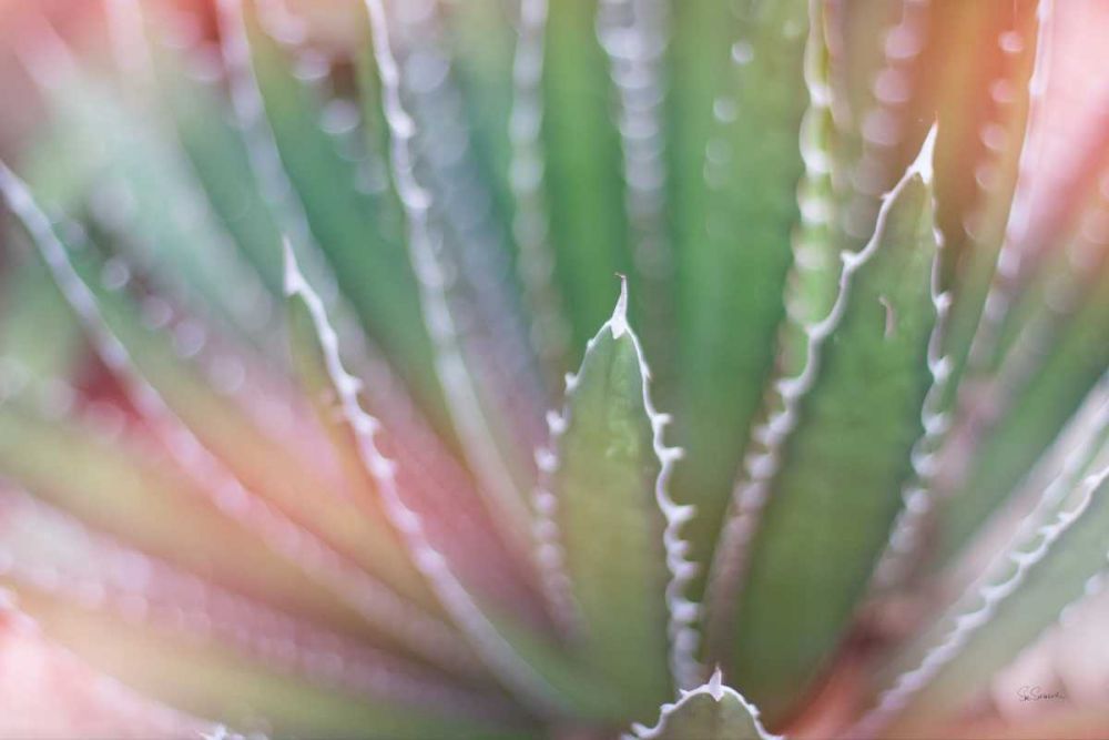 Dream Desert II art print by Sue Schlabach for $57.95 CAD