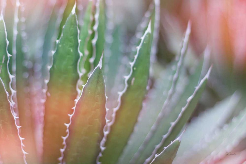 Dream Desert III art print by Sue Schlabach for $57.95 CAD