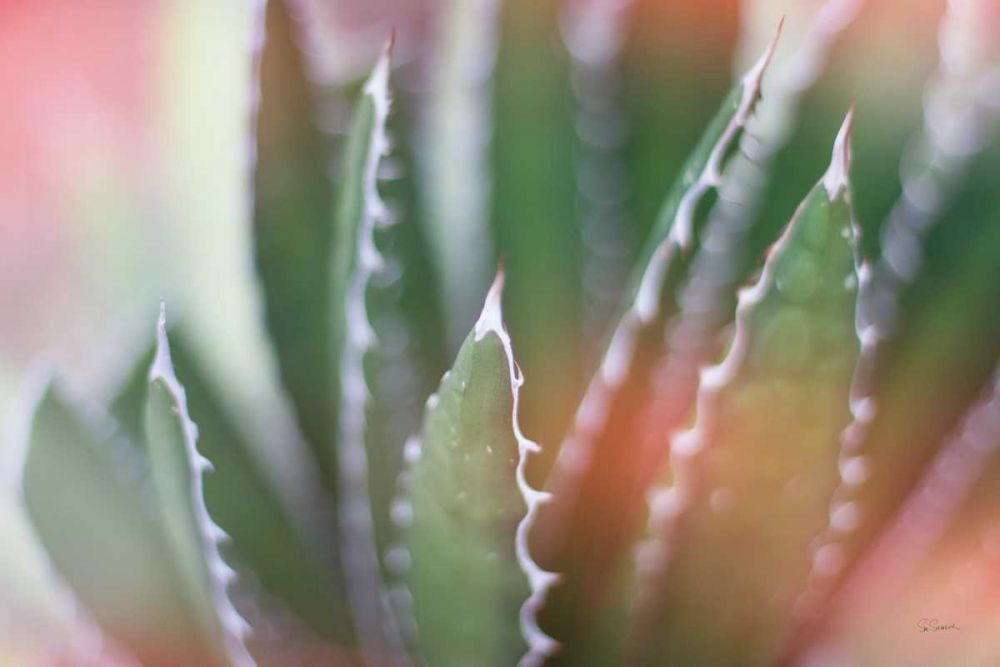 Dream Desert IV art print by Sue Schlabach for $57.95 CAD