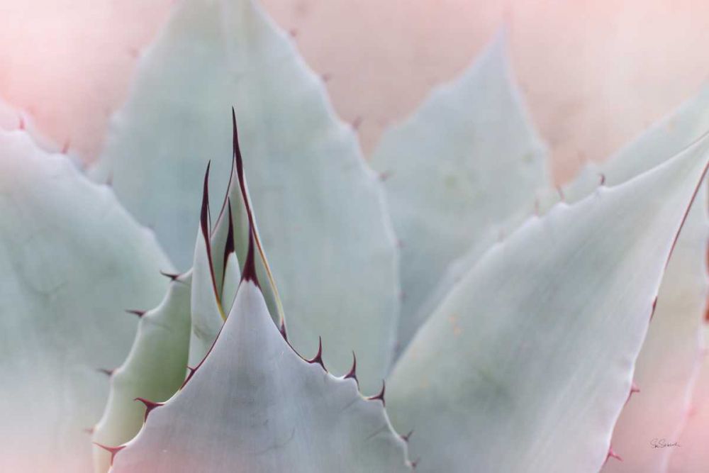 Dream Desert V art print by Sue Schlabach for $57.95 CAD