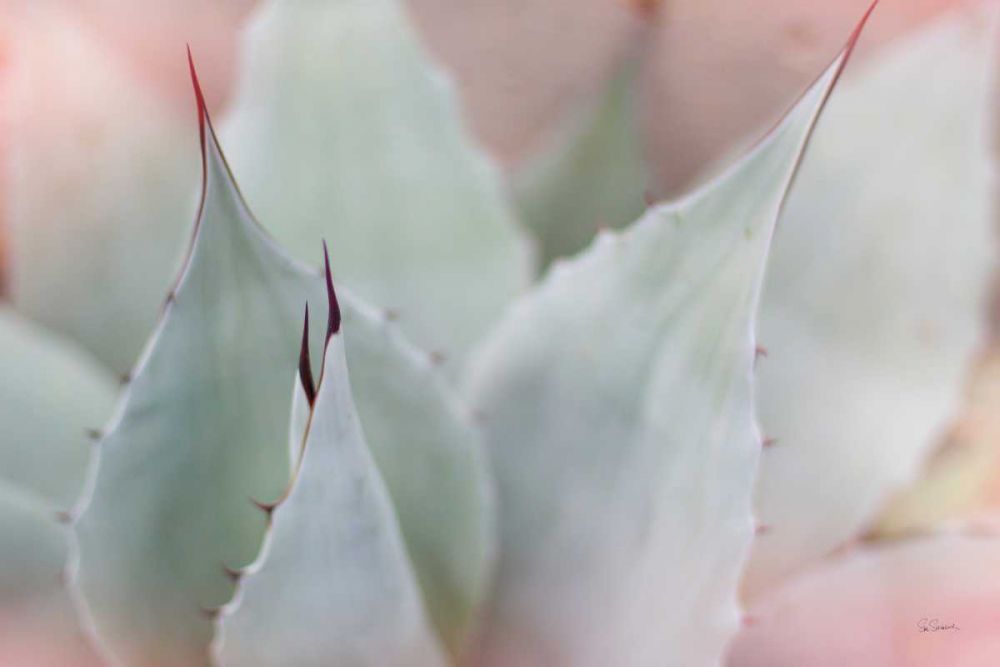 Dream Desert VI art print by Sue Schlabach for $57.95 CAD
