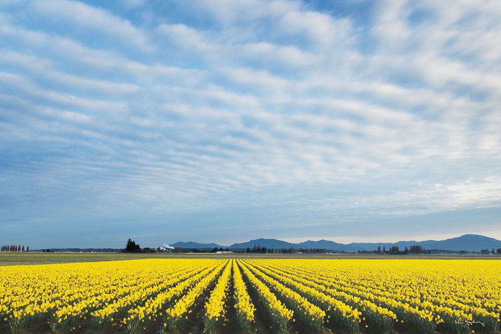 Skagit Valley Daffodils art print by Alan Majchrowicz for $57.95 CAD
