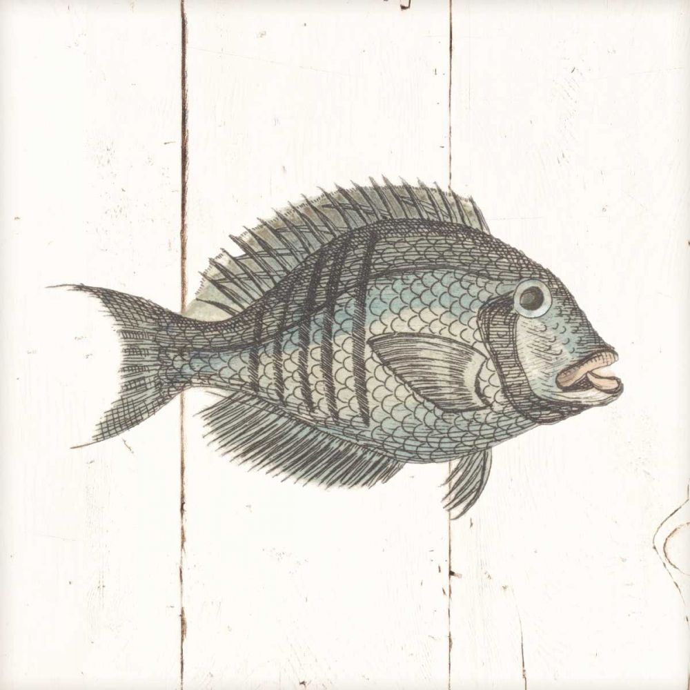 Fish Sketches I Shiplap art print by Wild Apple Portfolio for $57.95 CAD