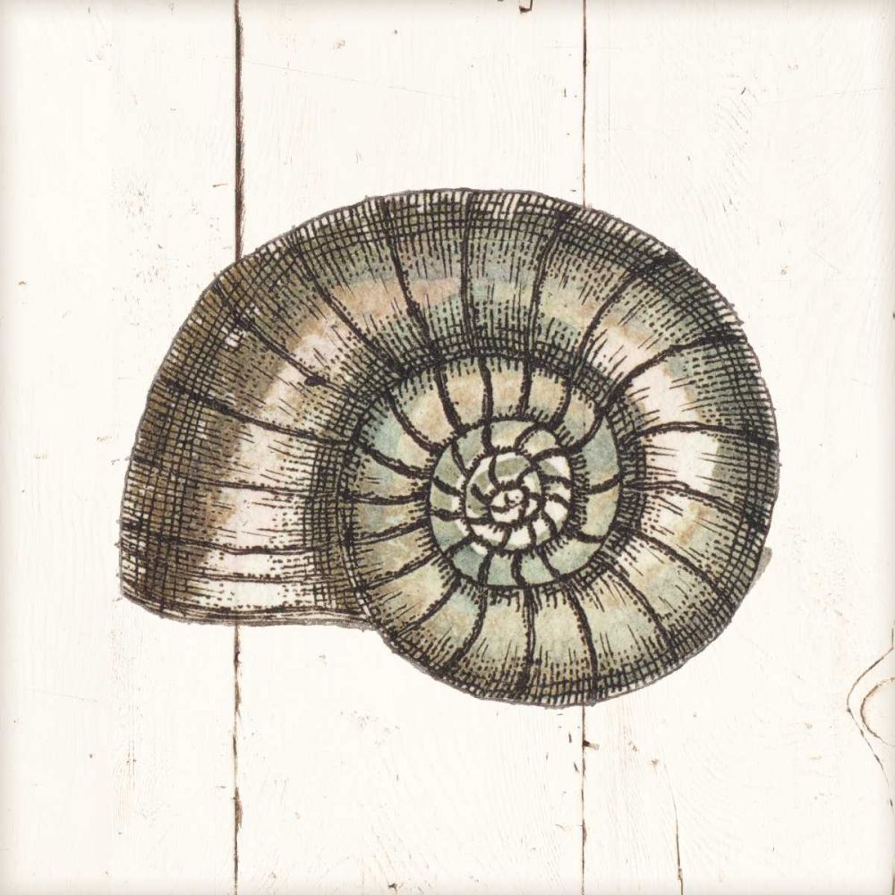 Shell Sketches I Shiplap art print by Wild Apple Portfolio for $57.95 CAD