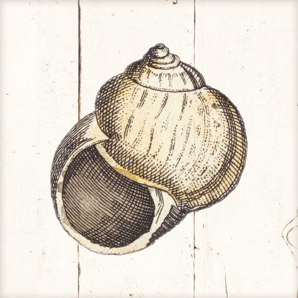 Shell Sketches II Shiplap art print by Wild Apple Portfolio for $57.95 CAD