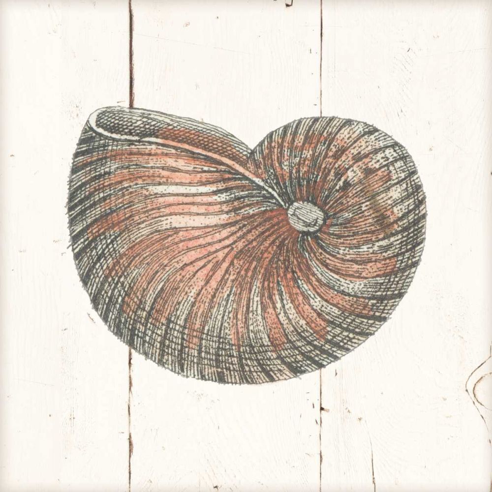 Shell Sketches III Shiplap art print by Wild Apple Portfolio for $57.95 CAD