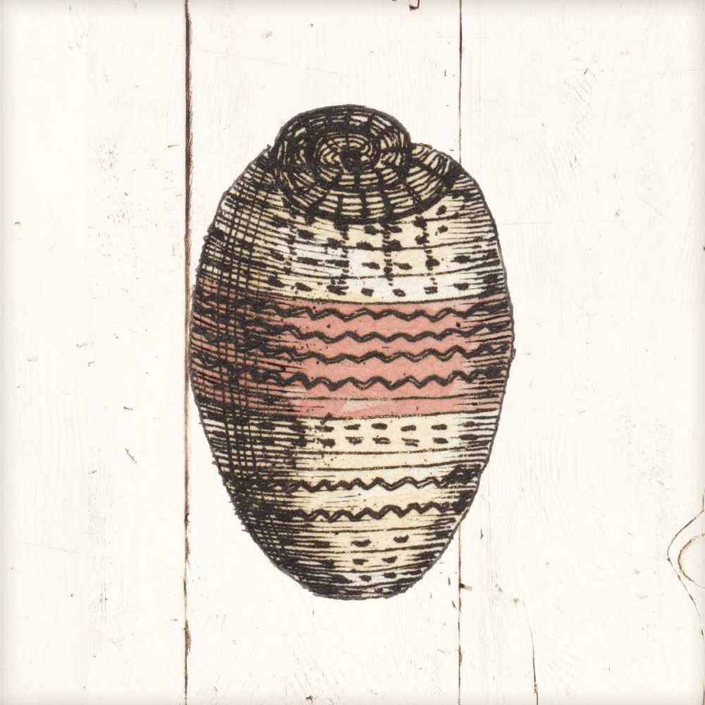 Shell Sketches IV Shiplap art print by Wild Apple Portfolio for $57.95 CAD