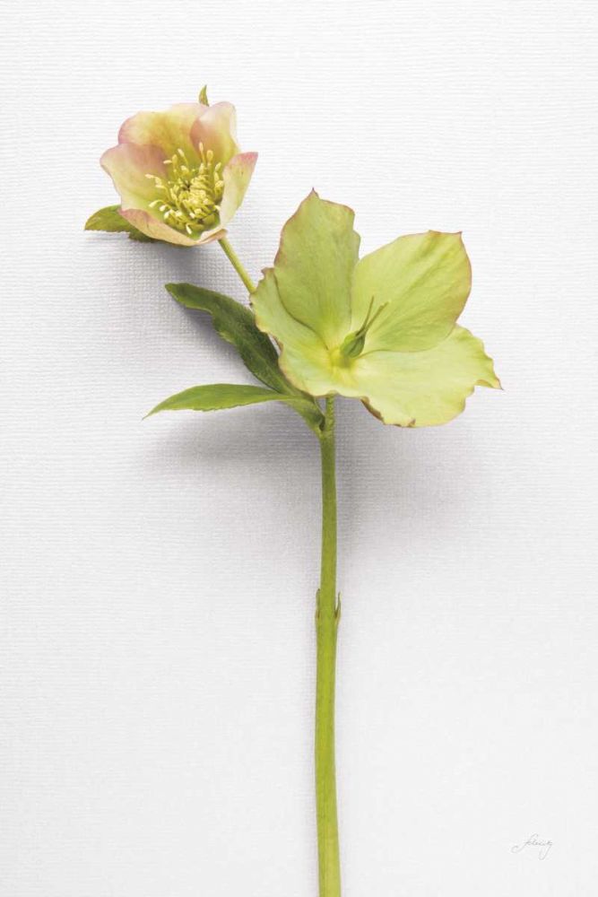 Hellebore Study II art print by Felicity Bradley for $57.95 CAD