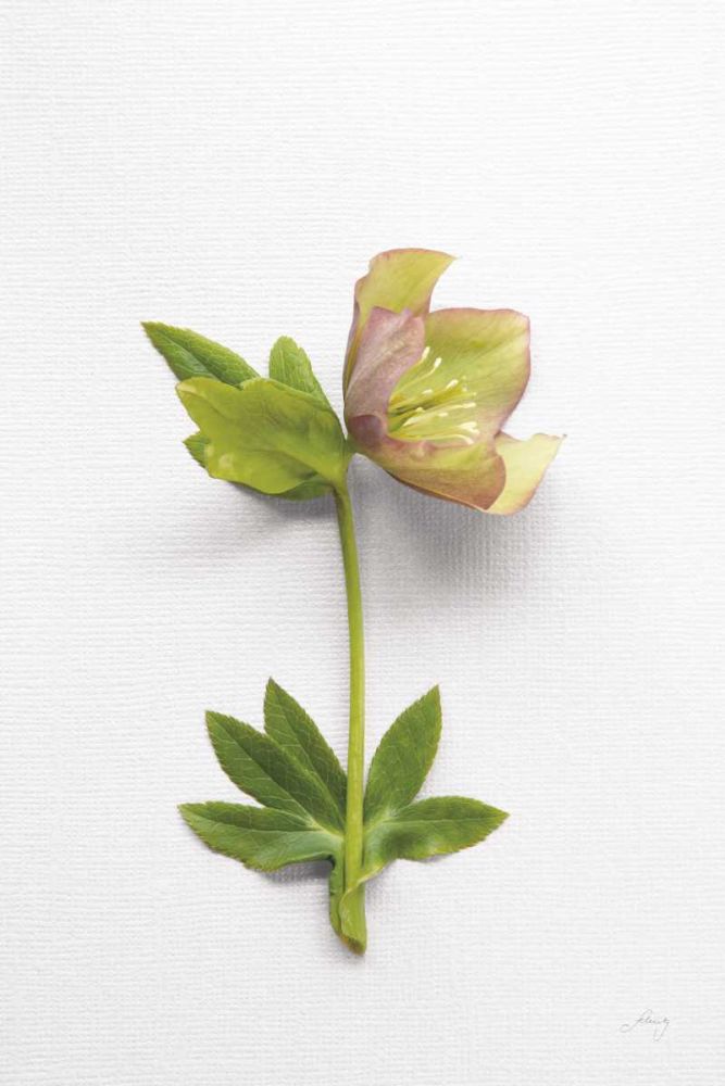Hellebore Study III art print by Felicity Bradley for $57.95 CAD