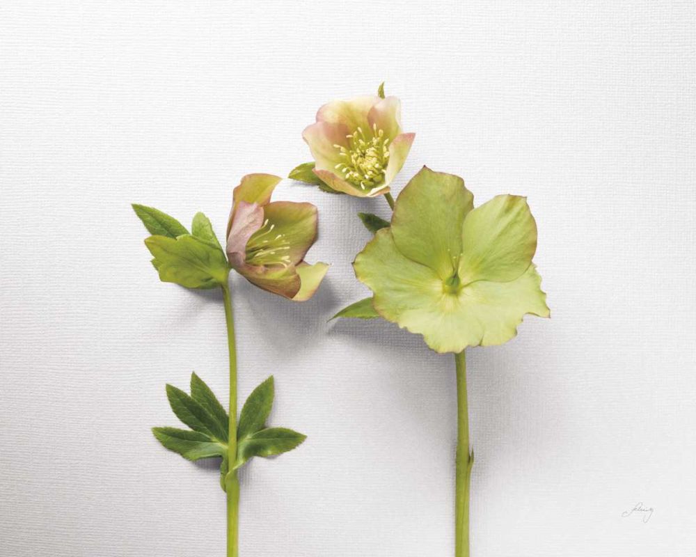 Hellebore Study IV art print by Felicity Bradley for $57.95 CAD