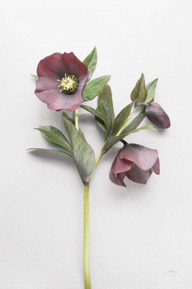Hellebore Study V art print by Felicity Bradley for $57.95 CAD