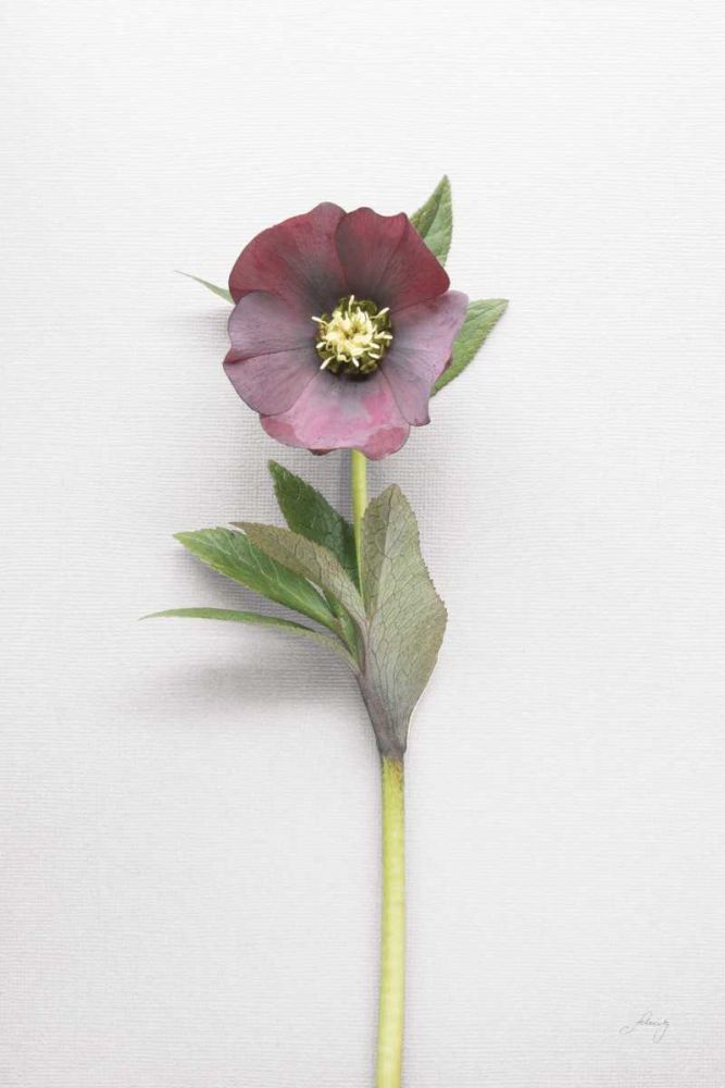 Hellebore Study VI art print by Felicity Bradley for $57.95 CAD