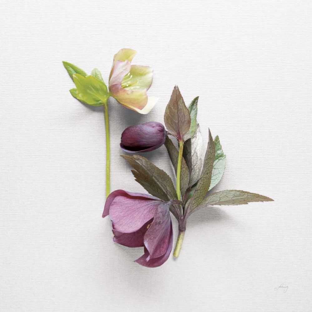 Hellebore Study VII art print by Felicity Bradley for $57.95 CAD