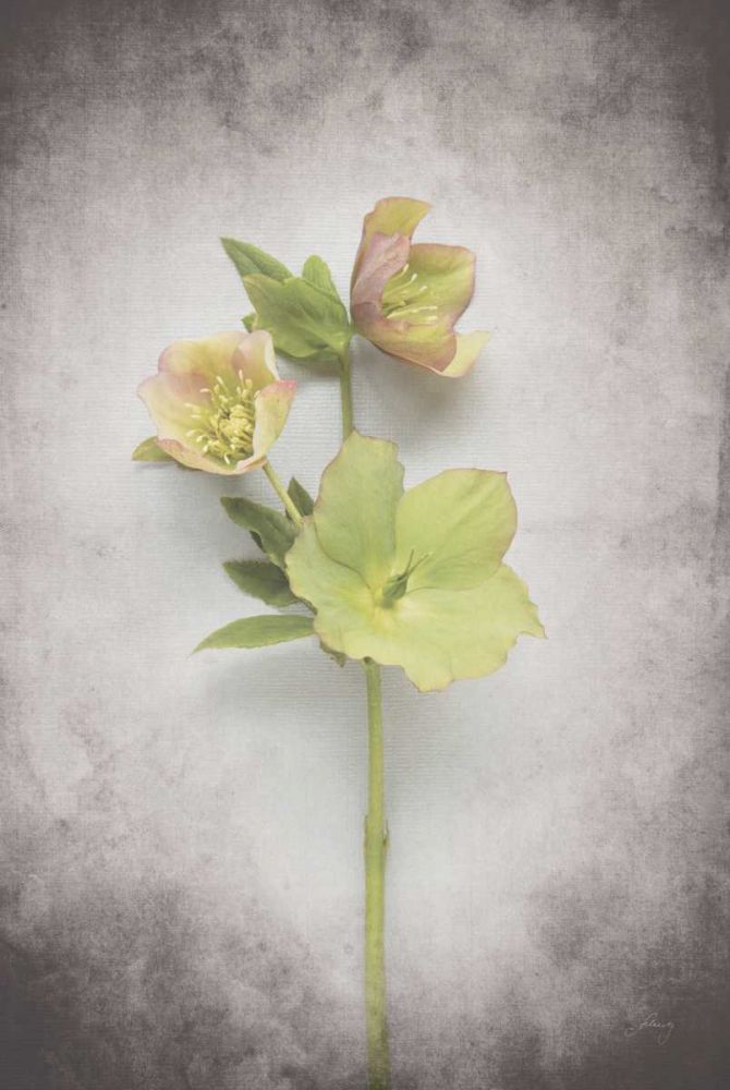 Vintage Hellebore Study I art print by Felicity Bradley for $57.95 CAD