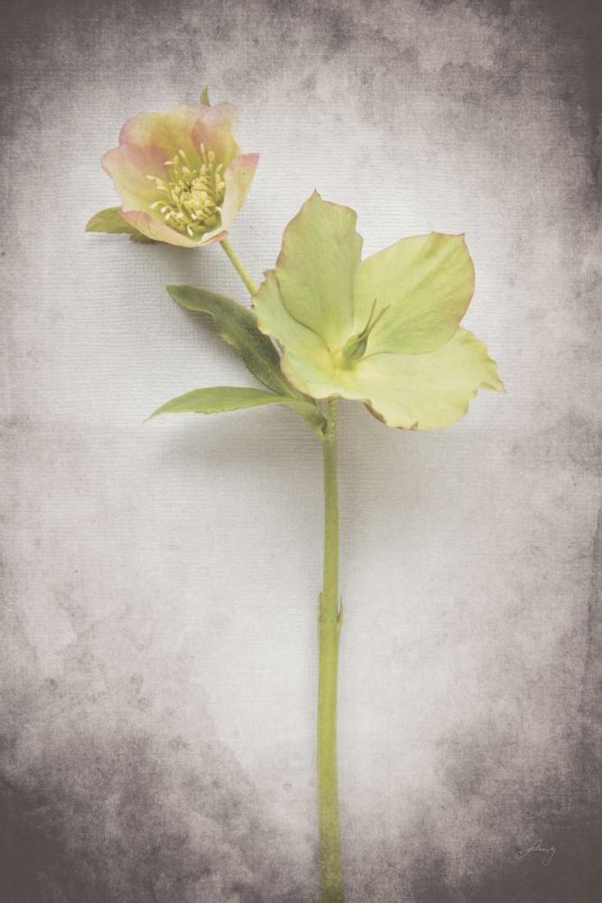 Vintage Hellebore Study II art print by Felicity Bradley for $57.95 CAD