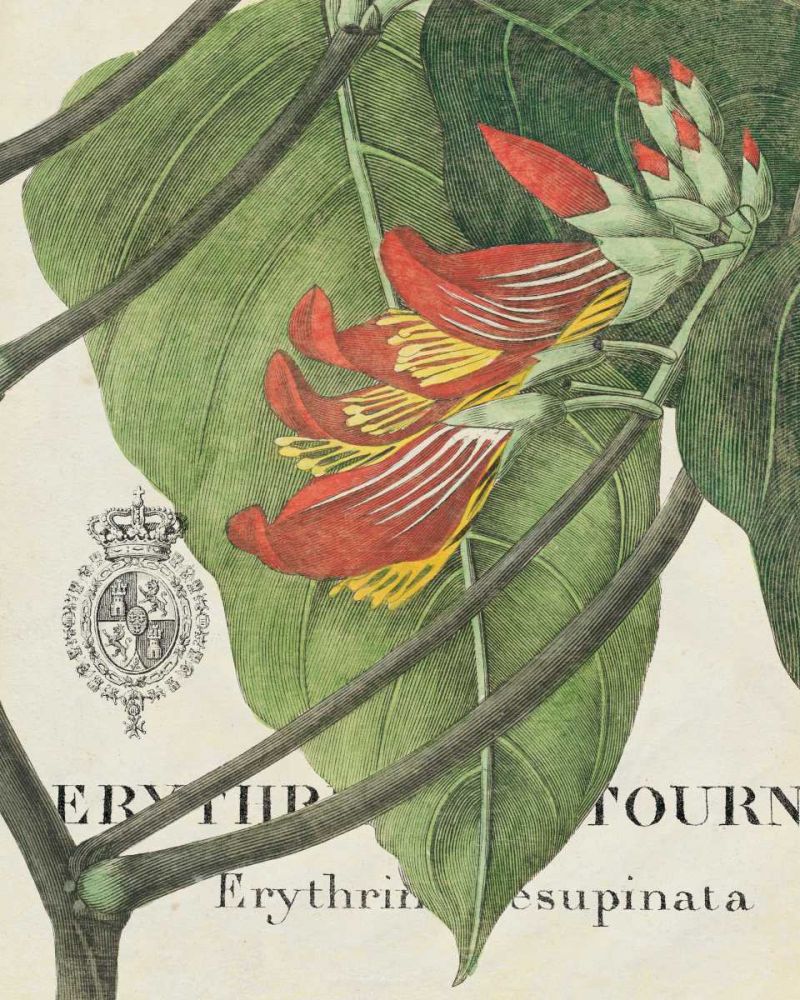 Botanique Tropicale I art print by Wild Apple Portfolio for $57.95 CAD
