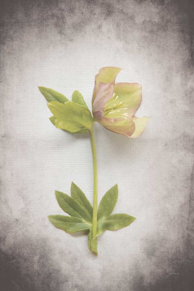 Vintage Hellebore Study III art print by Felicity Bradley for $57.95 CAD