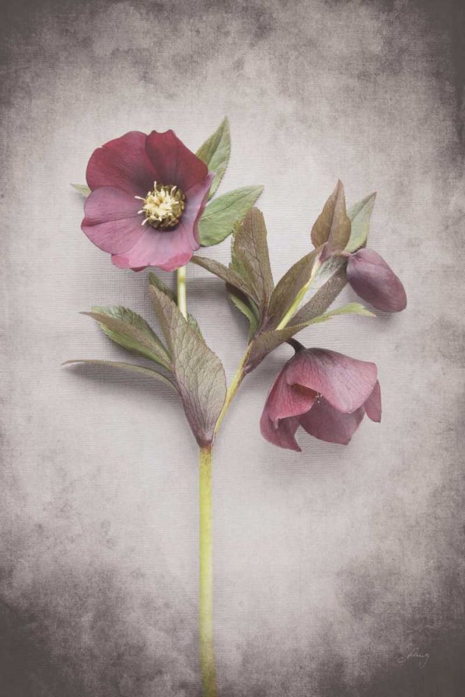 Vintage Hellebore Study V art print by Felicity Bradley for $57.95 CAD