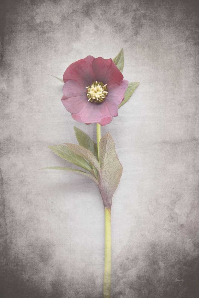 Vintage Hellebore Study VI art print by Felicity Bradley for $57.95 CAD