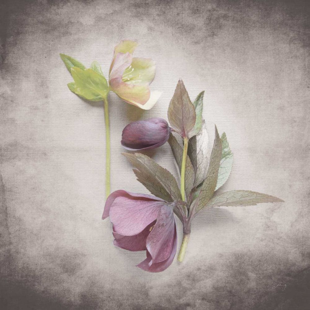 Vintage Hellebore Study VII art print by Felicity Bradley for $57.95 CAD