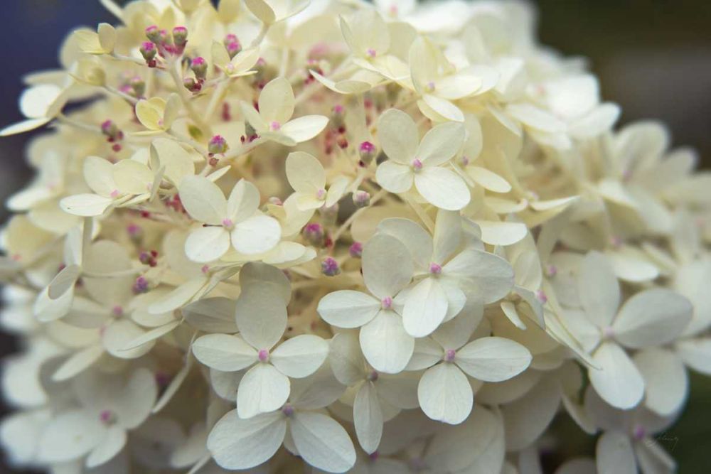 Hydrangea Delight I art print by Felicity Bradley for $57.95 CAD