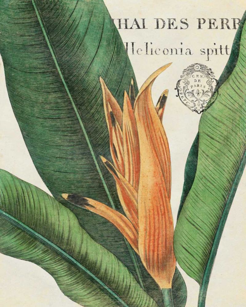 Botanique Tropicale II art print by Wild Apple Portfolio for $57.95 CAD