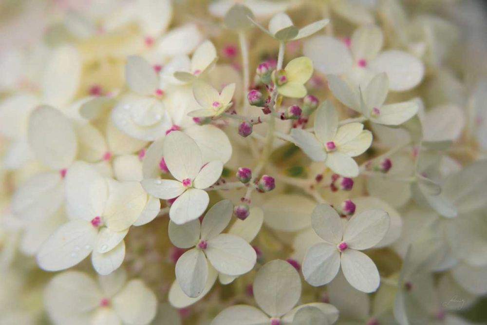 Hydrangea Delight II art print by Felicity Bradley for $57.95 CAD